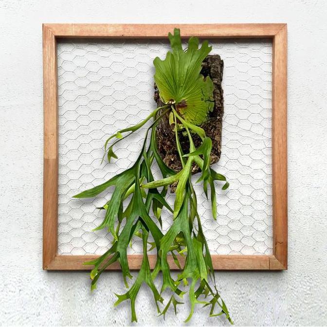 Bingkai Tanduk Rusa, Media Tempel Platycerium Anggrek