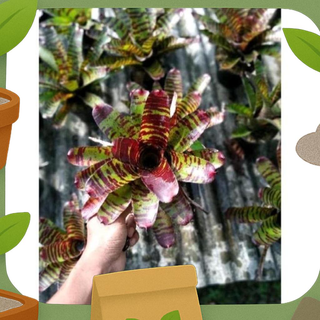 Bromelia Toucdown Tiger/High Voltage