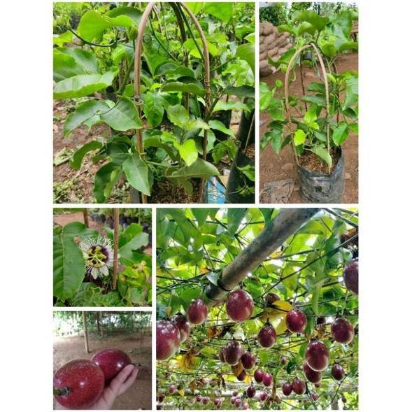 pohon markisa merah madu / tabulampot sudah berbuah