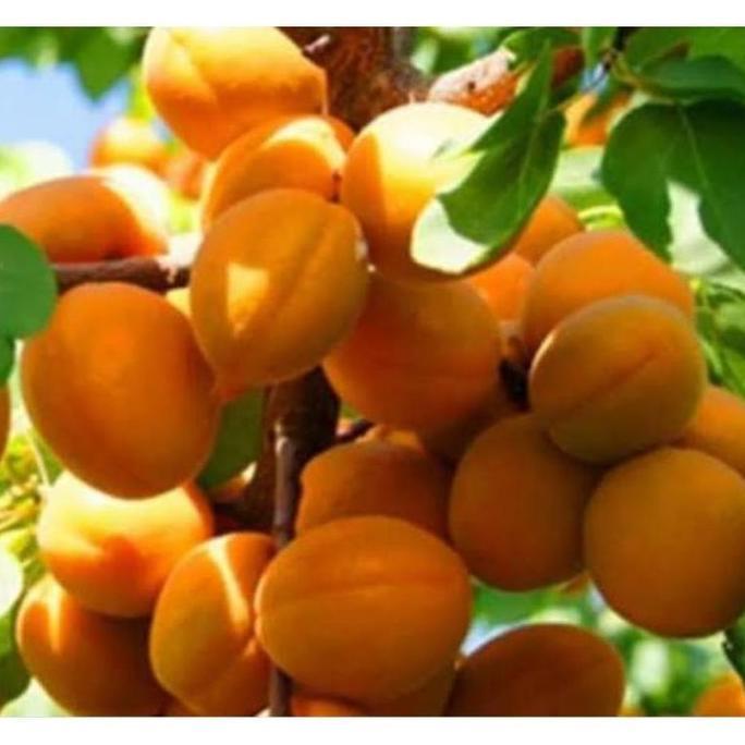 Benih Biji Buah Pohon Aprikot F1