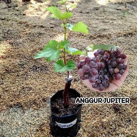 Bibit Buah Anggur Jupiter
