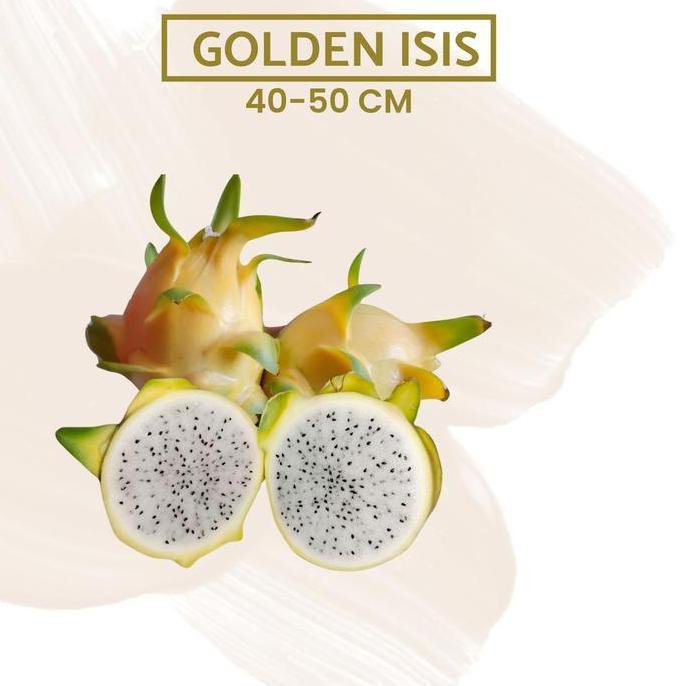Bibit Buah Naga Golden Isis Kuning Yellow