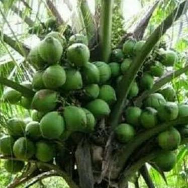bibit kelapa hibrida buah besar