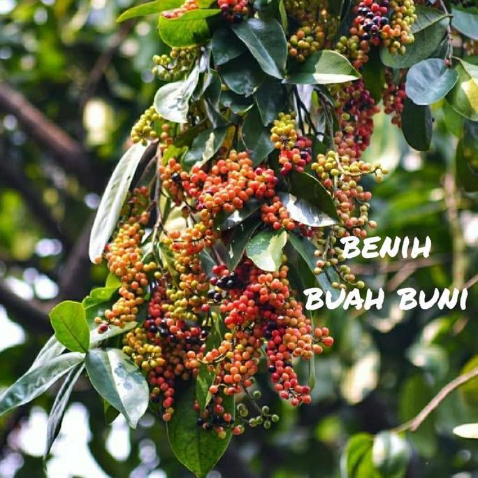 Bibit Buah Buni Bahan untuk rujak siap tanam