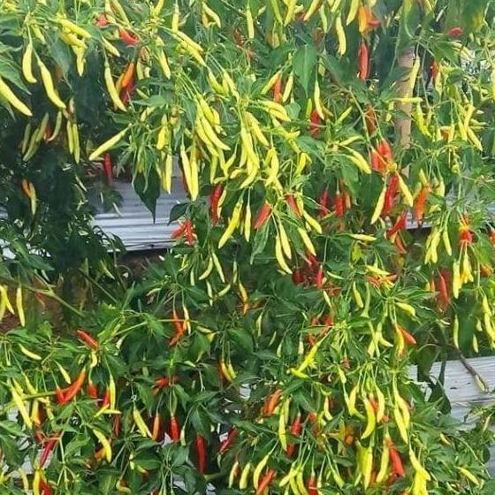 Benih Cabe Lokal Minahasa 13 gram (2000 lebih biji benih) Bonus Panduan Penanaman