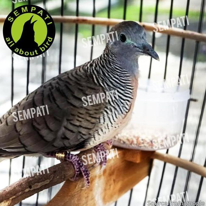 Power Mix 220gr Pakan Makanan Biji Bijian Burung Perkutut Tekukur Derkuku Puter Pakan Burung Mix See