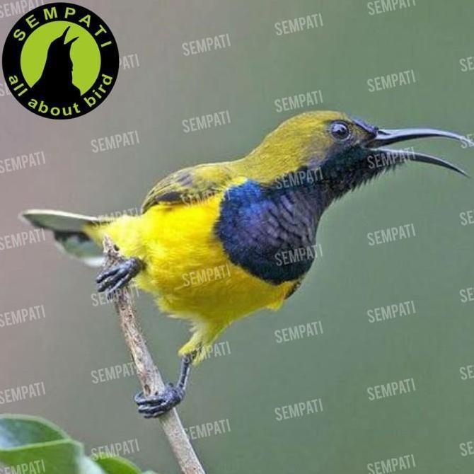 Tangkringan sangkar burung konin sogon tangkringan kayu asem asam ukir