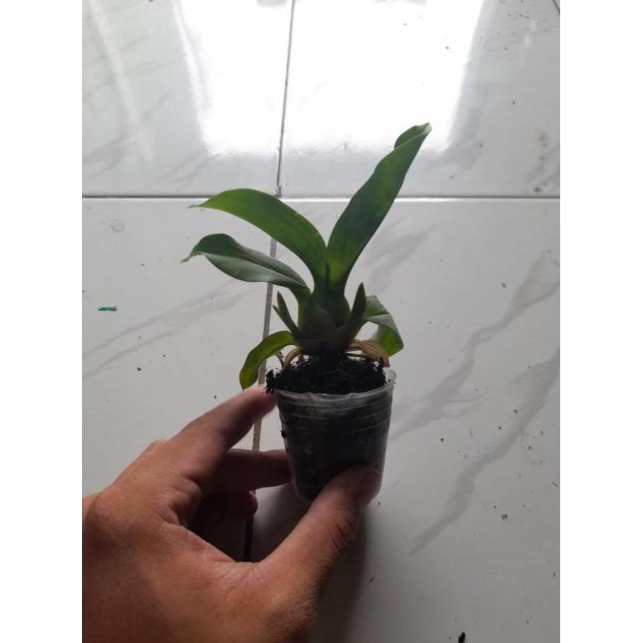 Best- Seedling Anggrek Grammatophyllum Martae