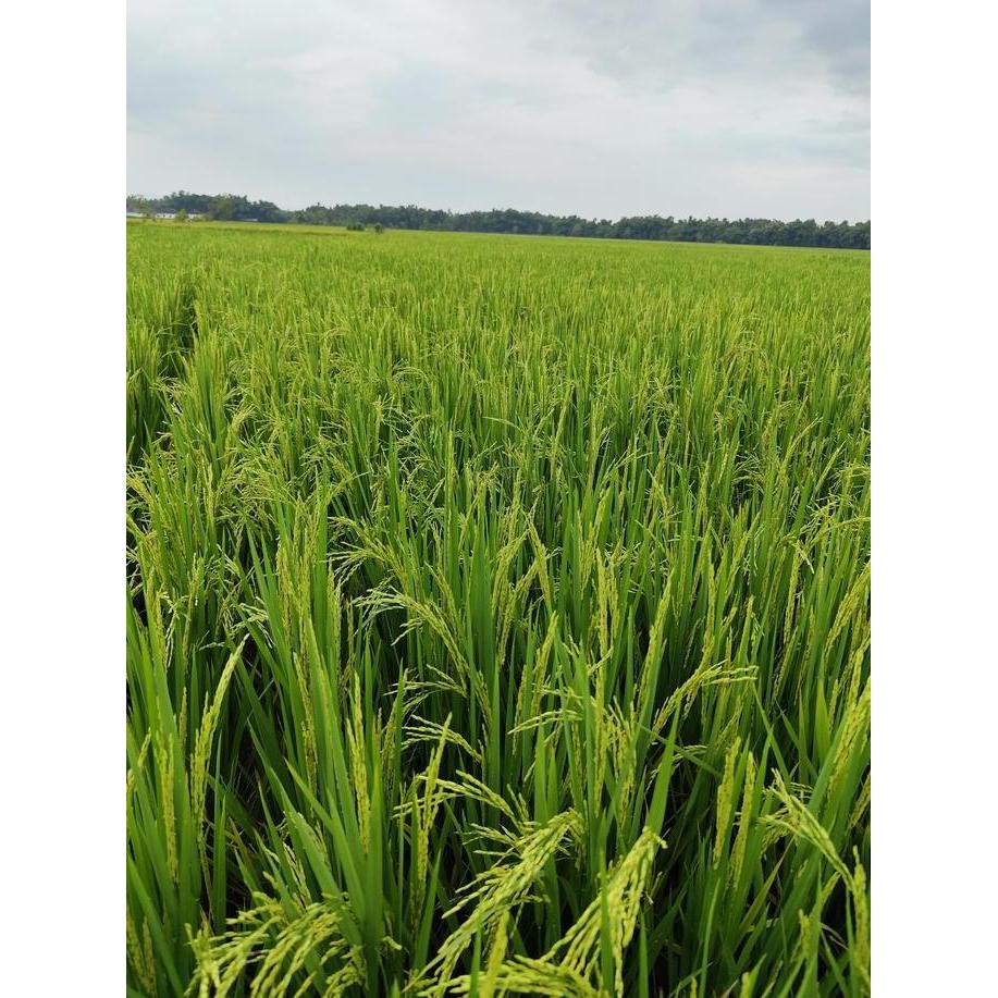 Grdn- Aminozoo 1 Liter Pupuk Asam Amino Protein Ikan Kualitas Tinggi Mengatasi Asem Aseman Memperban