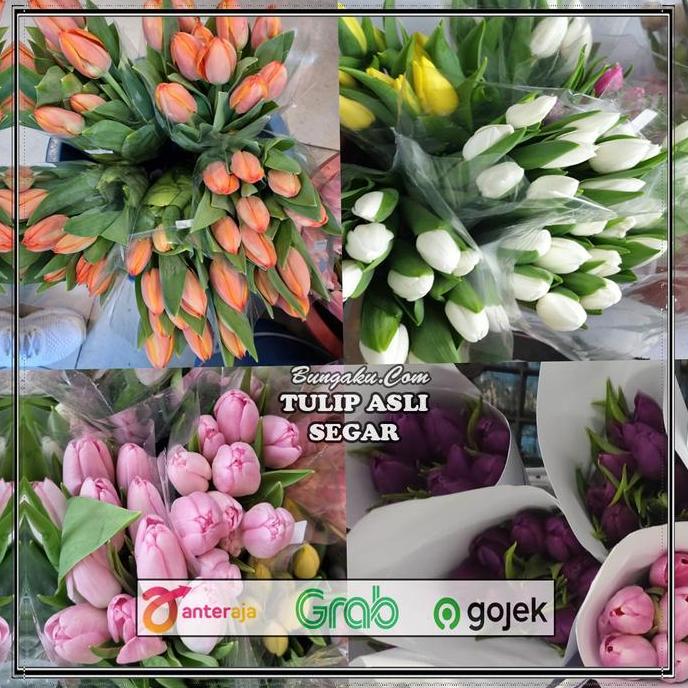 Flwr- Bunga Tulip / Bunga Tulip Segar Asli / Bunga Tulip Fresh
