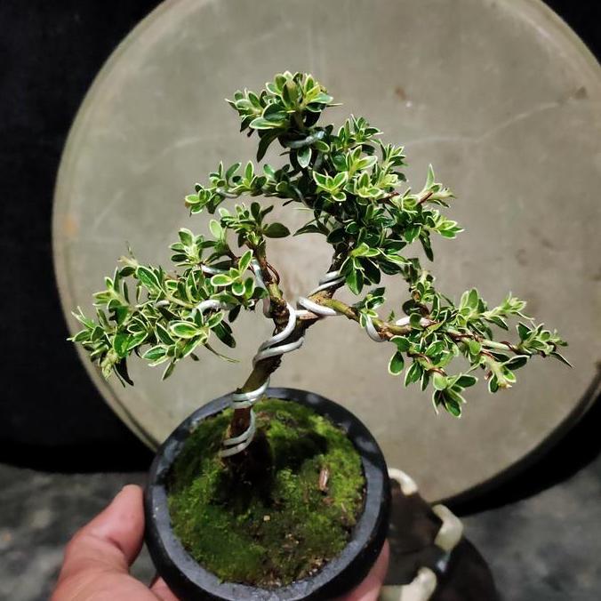 ASLI Bonsai mini shito mirten pariegata gratis pot dan lumut hidup READY STOCK