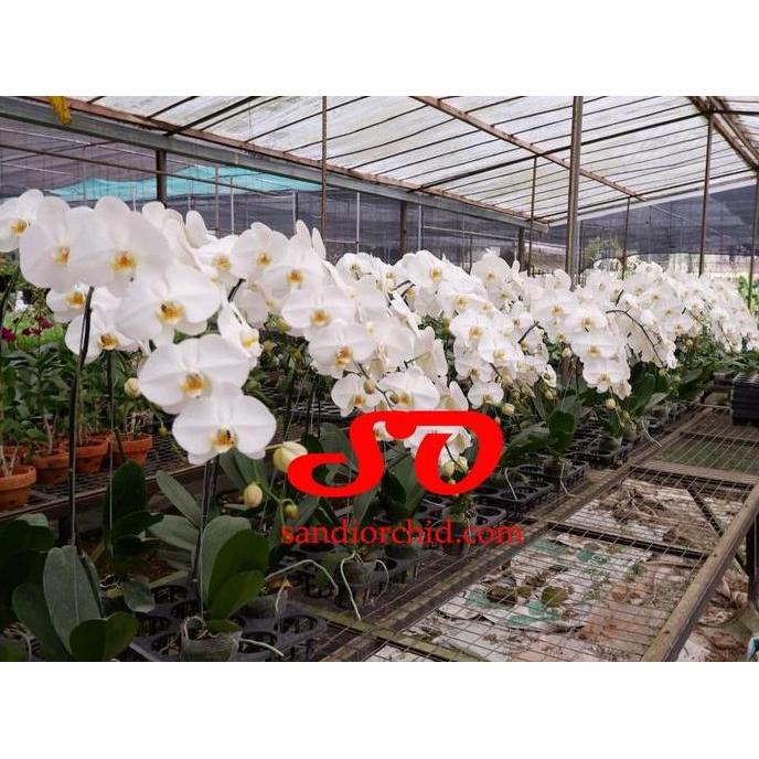 Flwr- Anggrek Bulan Putih Lidah Kuning Pesona Elegan Untuk Rumah Anda