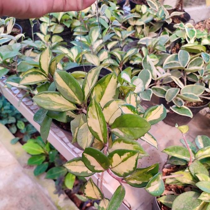 ASLI taan s hoya cornosa rimbun - taan gantung Hoya cornosa READY STOCK