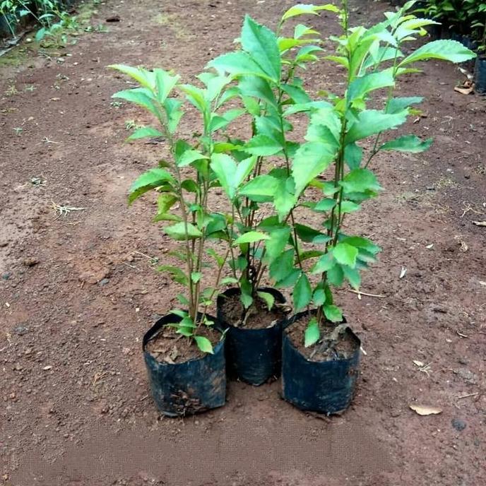 tanaman pagar teh tehan murah - pohon teh tehan pagar