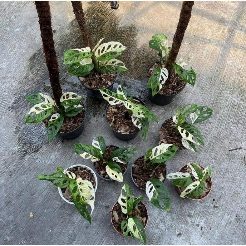 ID | TANAMAN HIAS JANBOL JEPANG VARIEGATA-TANAMAN HIAS JANBOL IMPORT 3-5 DAUN