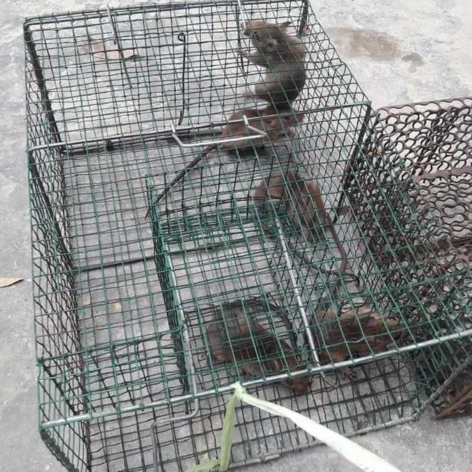 perangkap tikus massal