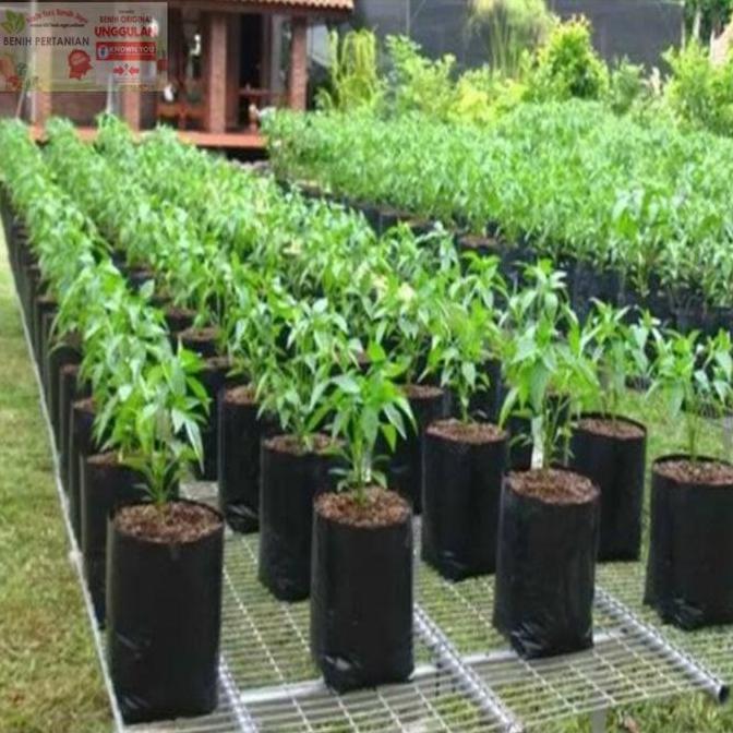 Polybag ukuran 25x25 media tanam cocok untuk rumahan