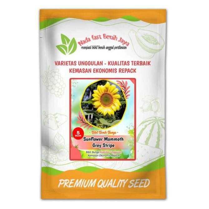 bibit bunga Matahari Mammoth Grey / biji bunga sun flower  Kuning Tanaman