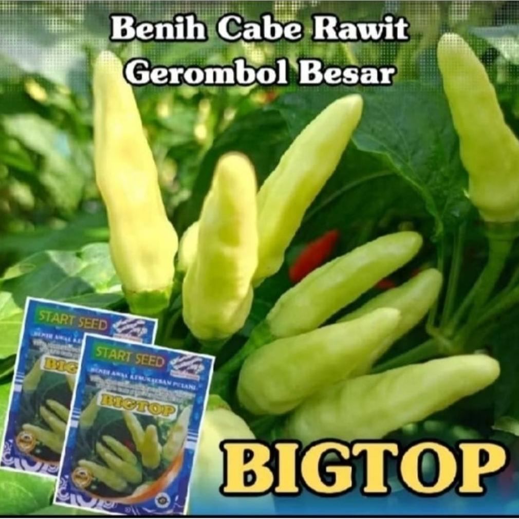 Bibit Cabe Rawit Unggul BIGTOP Benih Cabe Rawit Unggul Tahan Virus Benih Cabe Rawit Unggul Bibit Cab