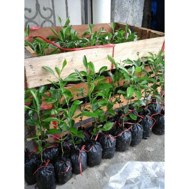 Sunshop - Bibit Jeruk Jungga Asam Sundai Limau Sundai - Flash Sale