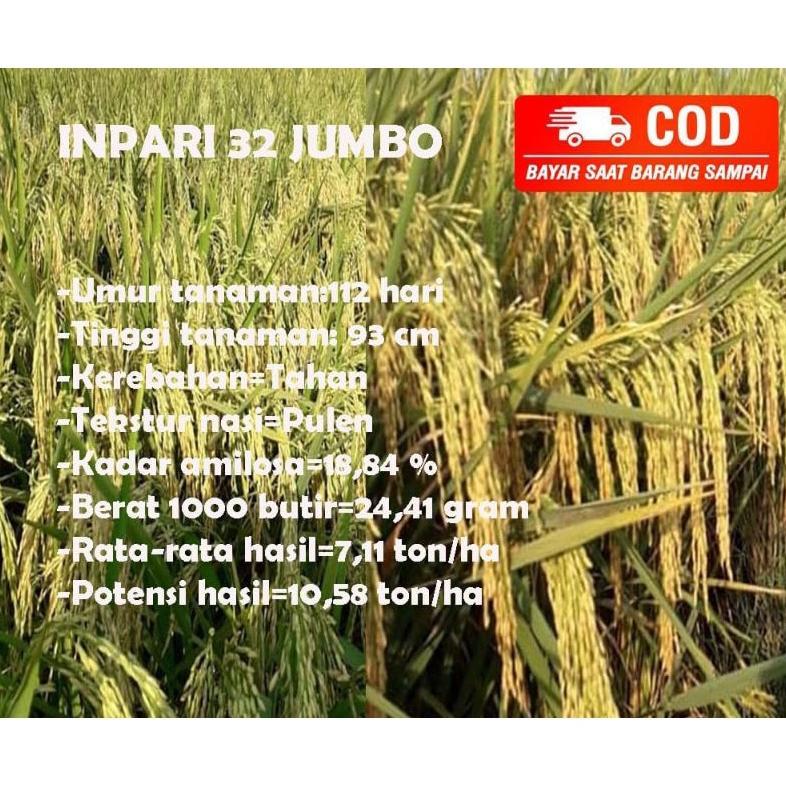 Bisa Cod Benih Padi Inpari 32 Jumbo Bersertifikat Label Ungu Kemasan 5Kg >>