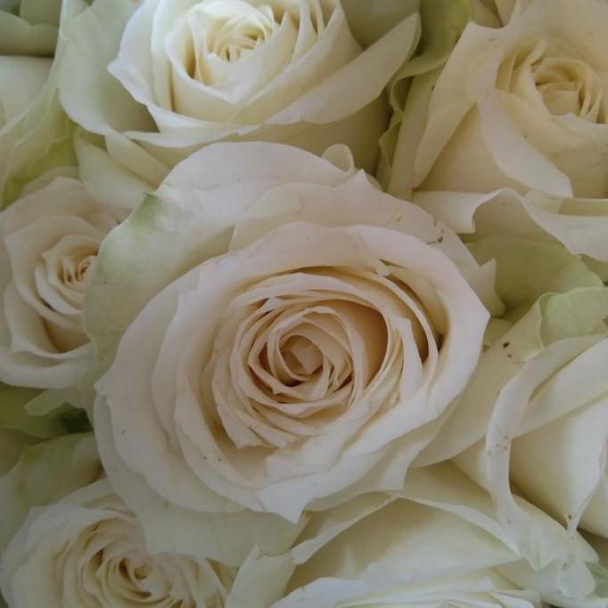 Flowbty- Bunga Mawar Asli Fresh 10 Tangkai / Bunga Mawar Asli Murah