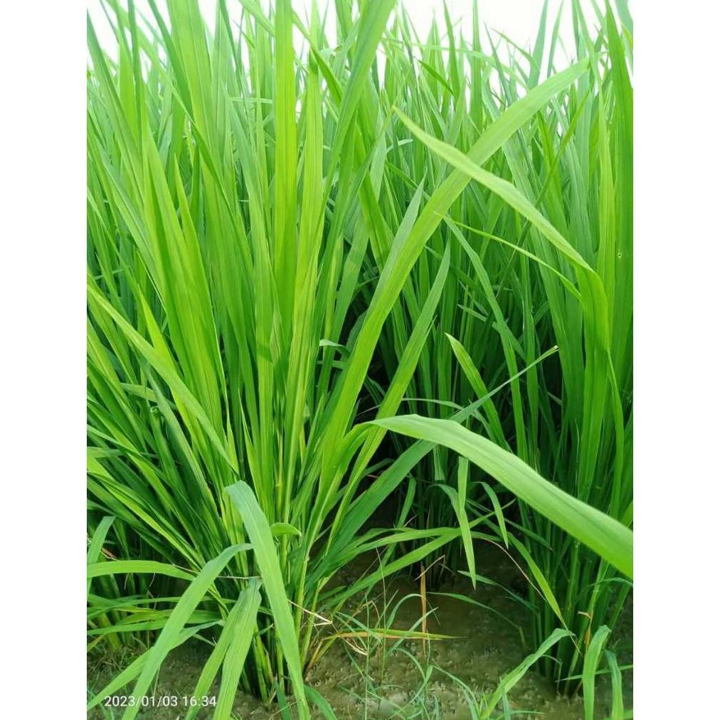 Bisa Cod Benih Padi Suppadi 56 Padi Hibrida Suppadi-56 Supadi 56 Padi Hibrida Supadi Expired 2026 >>