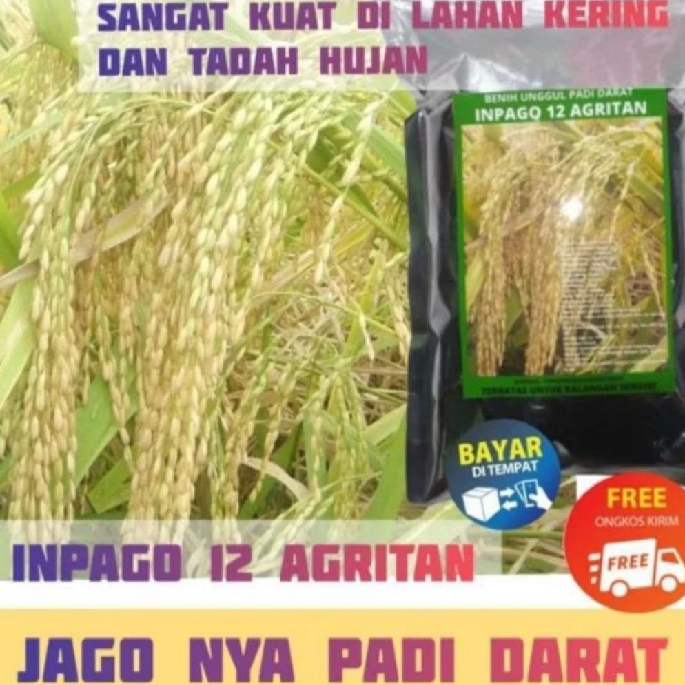 Bisa Cod Benih Padi Inpago12 Agritan Padi Darat >>