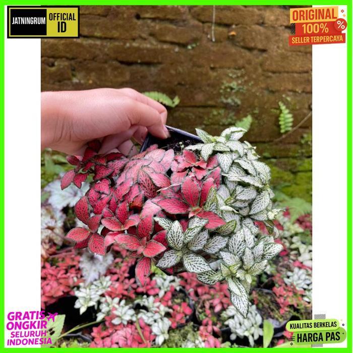 Exclusive Fittonia Mix (Minima + White Forest Flame)