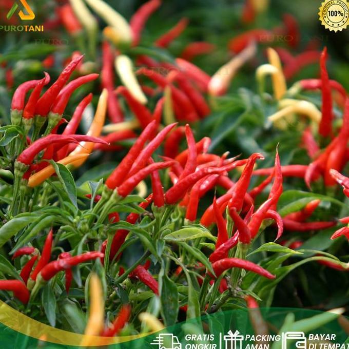 Pupuk Urea Nitrea Non Subsidi Kemasan Asli Pabrik 5 Kg