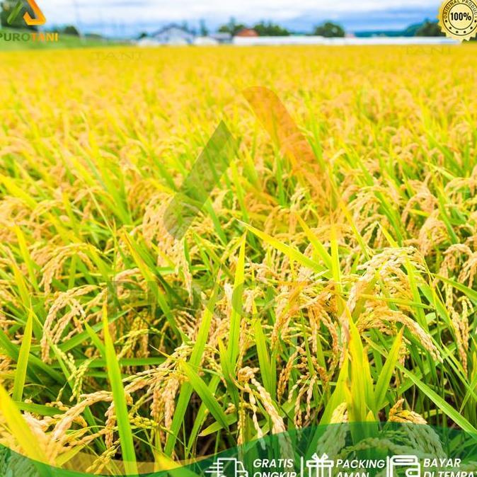 Suplemen Sel Tanaman Vitaron Sl Pupuk Cair Nutrisi Buah Bunga Sayur Hias Daun