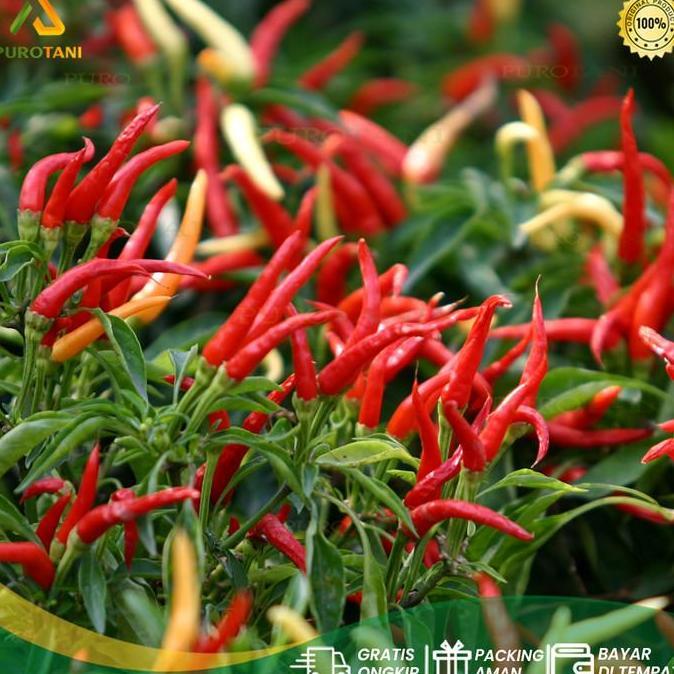 Insektisida Sagri Beat 7/30 Wp Racun Ulat Kutu Sagribit Sagribeat 80Gr