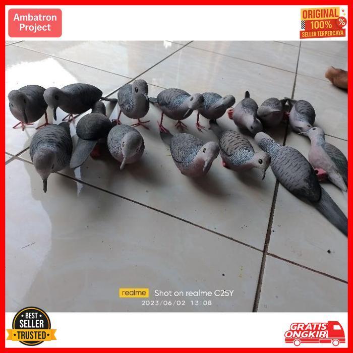 Sale Jontrot Burung Perkutut