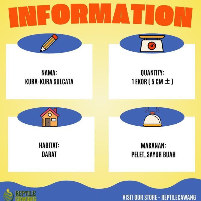 Kura kura Darat Sulcata 5 Cm - 6 Cm Grade A