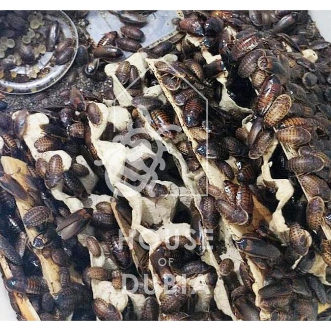 Paket Indukan Dubia 12 Betina + 8 Jantan | Kecoa Dubia | Pakan reptil