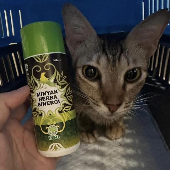 LAZZBUINA - MINYAK HERBA UNTUK KUCING ABSES DAN KECEELA KAAN