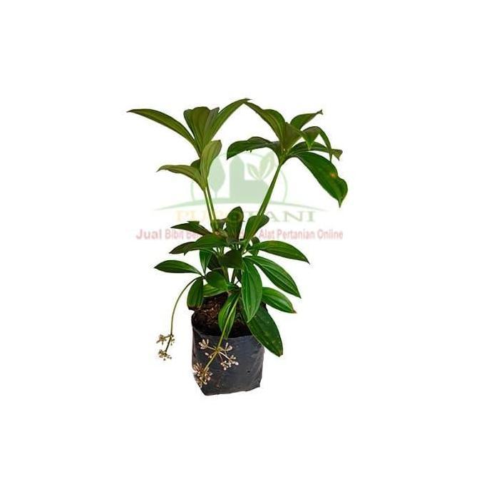 Tanaman Pohon Parijoto Bibit Parijoto