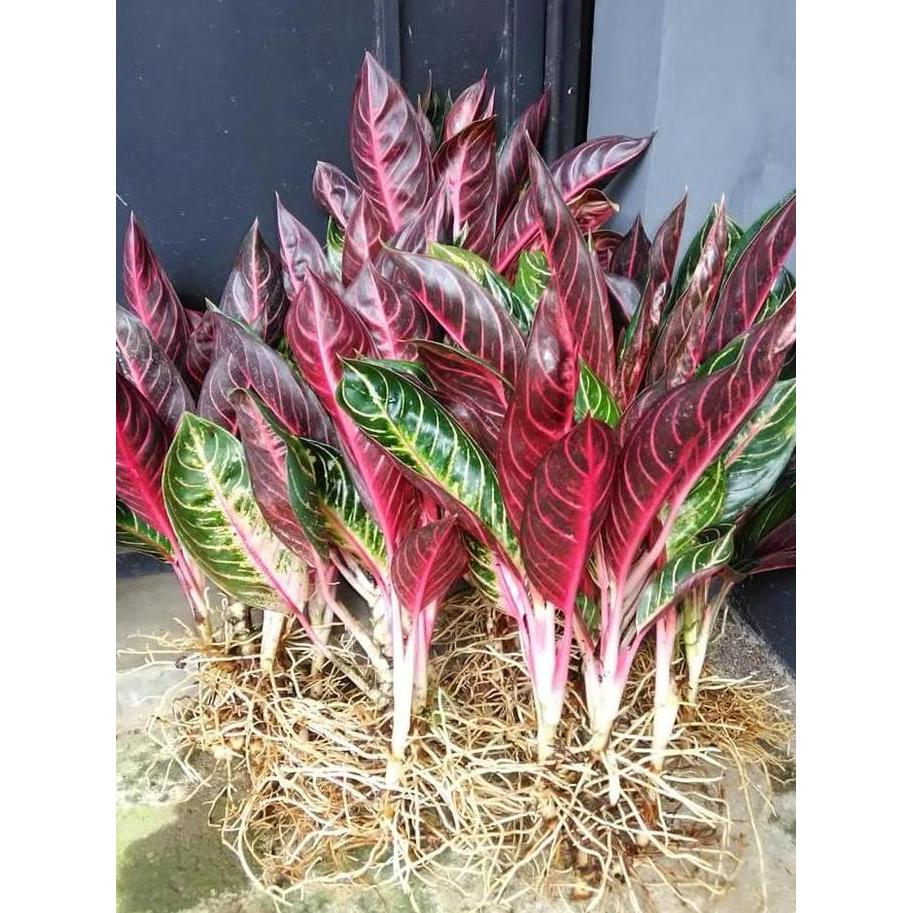 Bibit Bunga Aglonema Red Sumatera Red Sumatra Unggul