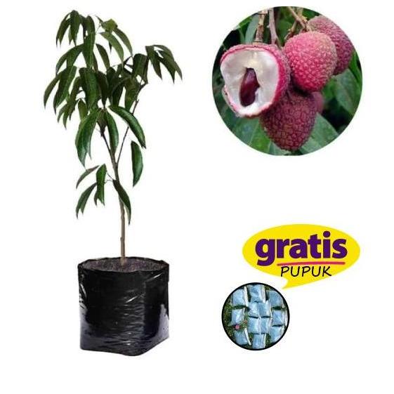 BIBIT BUAH LECI MERAH SUPER