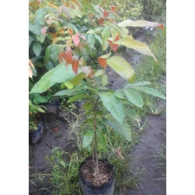 Bibit Buah Matoa Merah Super