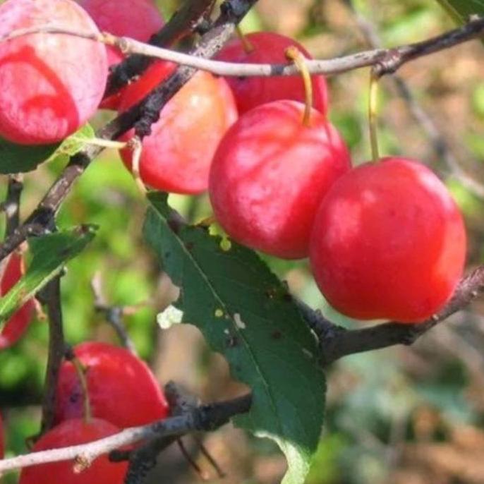 Bibit Buah Plum Merah / Red Plum, Cepat Berbuah