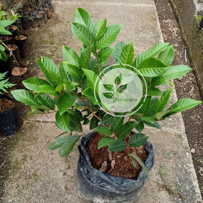 Bibit pohon rambutan rapiah / Tanaman buah rambutan / Ropiah