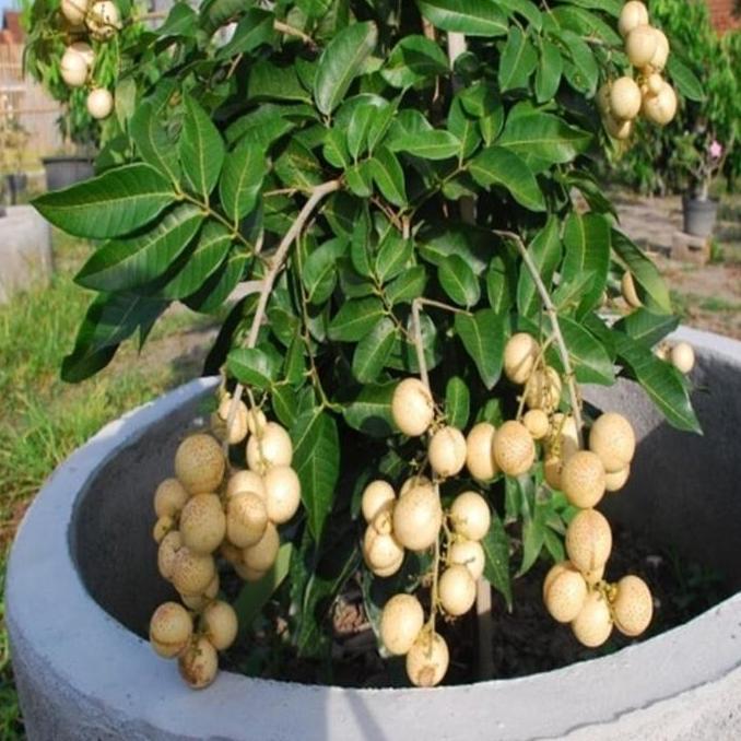 bibit lengkeng matalada cangkokan udah buah