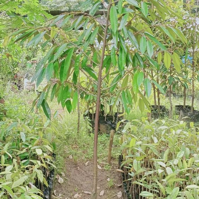 bibit durian musang king 2m4tahun siap buah
