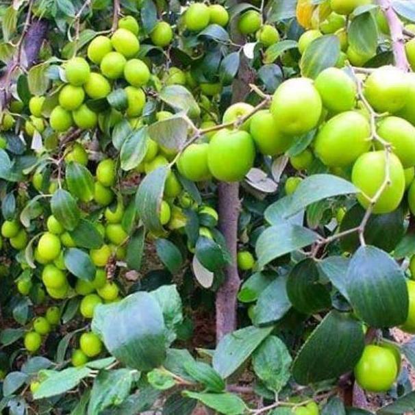 Bibit Buah Bidara India / Apel Futsa Berbuah