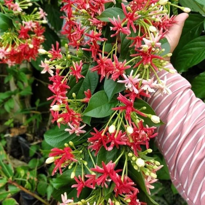 Thebest- tanaman merambat melati Belanda bunga tumpuk