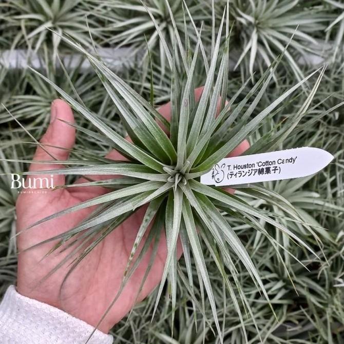 Thebest- Tillandsia Houston 'Cotton Candy import BUMI Air Plant Tanaman Udara