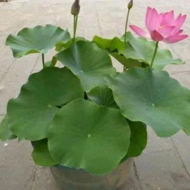 Hias Bunga Lotus Air Bunga Lotus