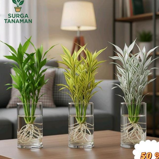 Paket 3 Bambu Hoki Paket 3 Bambu Hoki Media Air Keberuntungan Bambu Hoki Kuning Bambu Hoki Hijau Bam