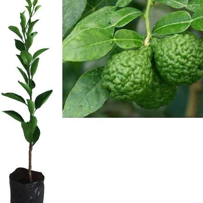 Bibit Tanaman Pohon Jeruk Purut Bibit Jeruk Purut Buah Jeruk Purut